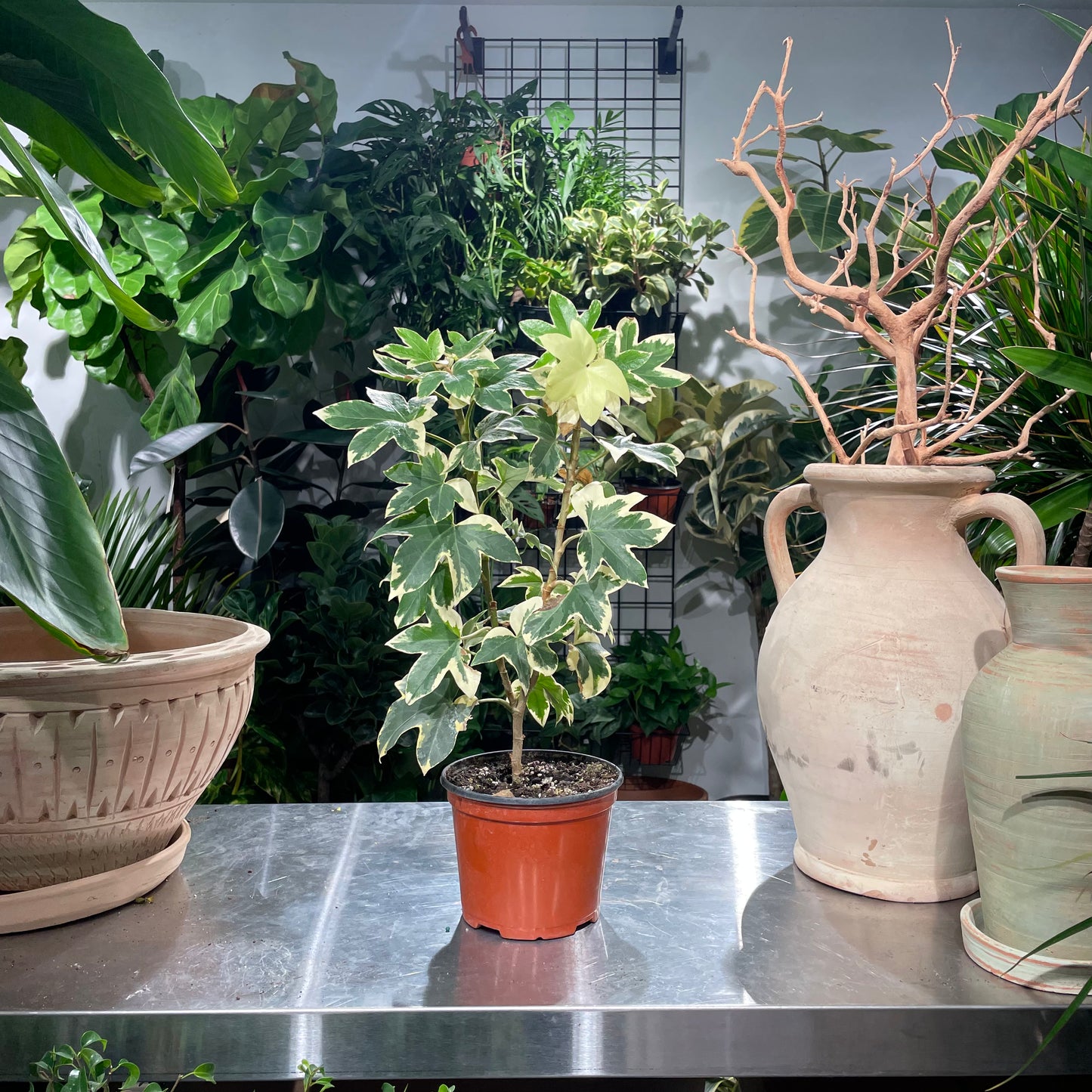 Variegated Pia Tree Ivy: Fatshedera lizei - 6 inch pot