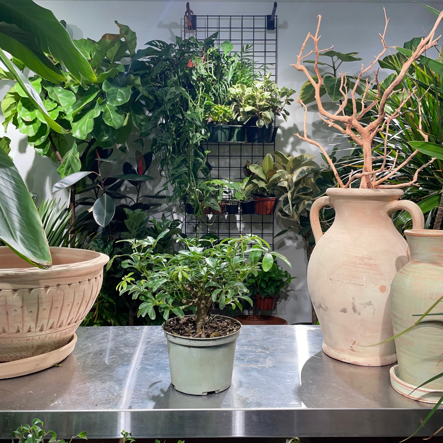 Umbrella Tree Bonsai: Schefflera arboricola - 6 inch pot — indoor plant — indoor plant for sale by Promise Supply for delivery and pickup in Toronto.