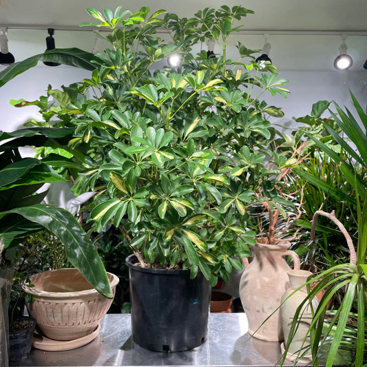 Variegated Dwarf Umbrella Bush: Schefflera arboricola 'Capella' - 14 inch pot — indoor plant — indoor plant for sale by Promise Supply for delivery and pickup in Toronto.