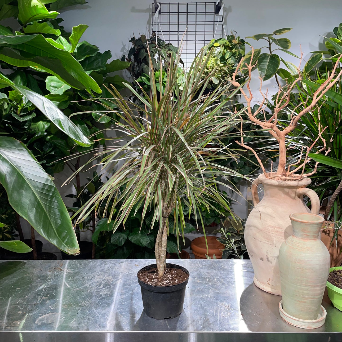 Braided Tricolour Dragon Tree: Dracaena marginata - 6 inch pot
