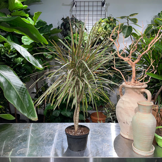 Braided Tricolour Dragon Tree: Dracaena marginata - 6 inch pot — indoor plant — indoor plant for sale by Promise Supply for delivery and pickup in Toronto.