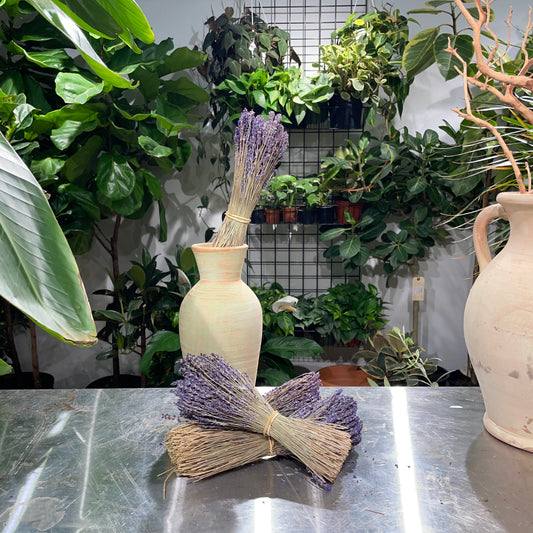 Dried lavender: Lavandula — Dried & Preserved product on white background — for sale by Promise Supply for delivery and pickup in Toronto.