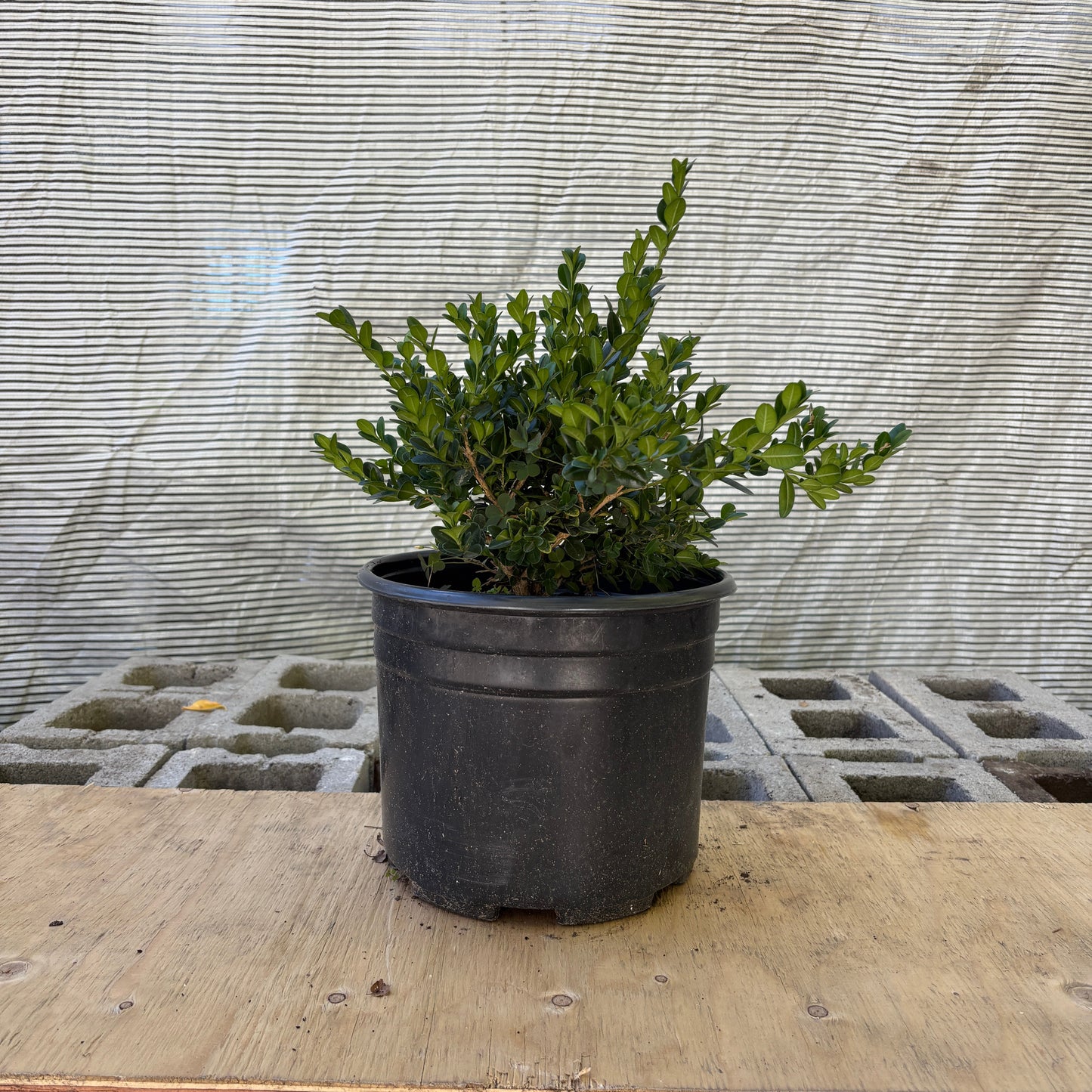 Faulkner Boxwood: Buxus microphylla - 3GAL Pot 30CM Tall