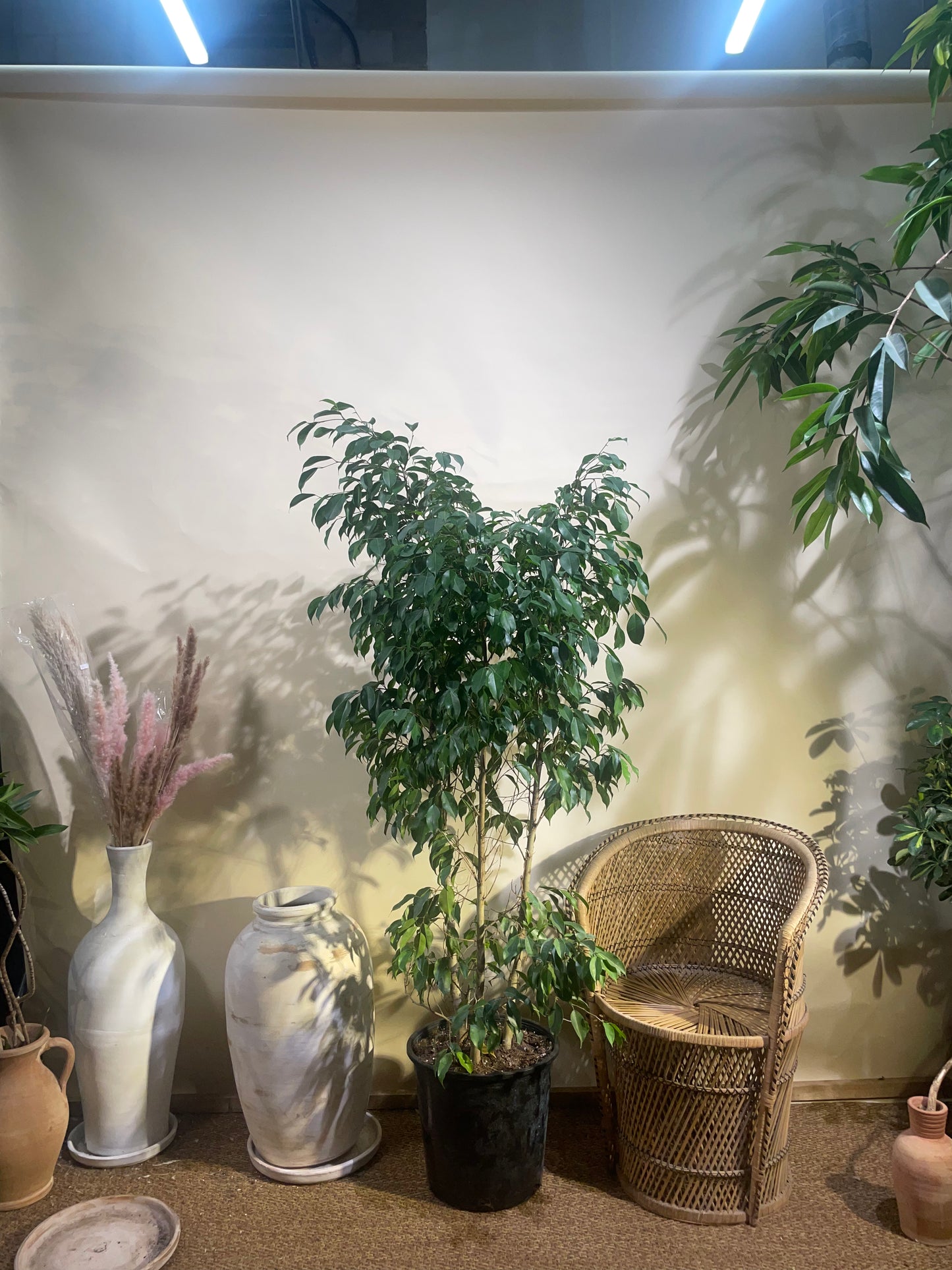 Weeping Fig Spire: Ficus benjamina - 14 inch pot - 6 foot tall — indoor plant — indoor plant for sale by Promise Supply for delivery and pickup in Toronto.