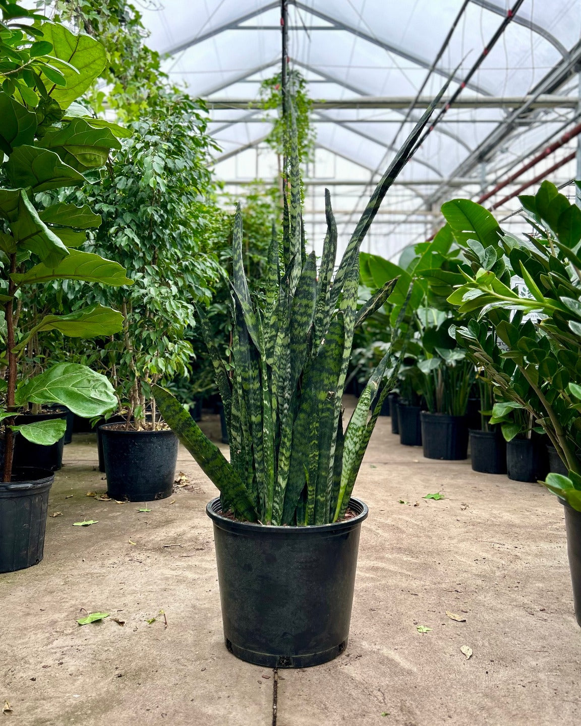 Green Snake Plant: Sansevieria trifasciata 'Zeylanica' - 14 inch pot - 3-4 foot tall — indoor plant — indoor plant for sale by Promise Supply for delivery and pickup in Toronto.