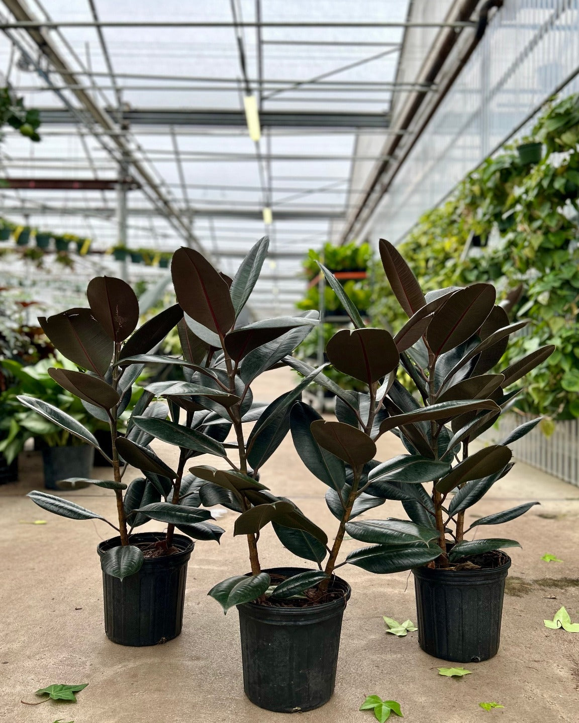 Burgundy Rubber Bush: Ficus elastica - 10 inch pot - 2.5-3 foot tall