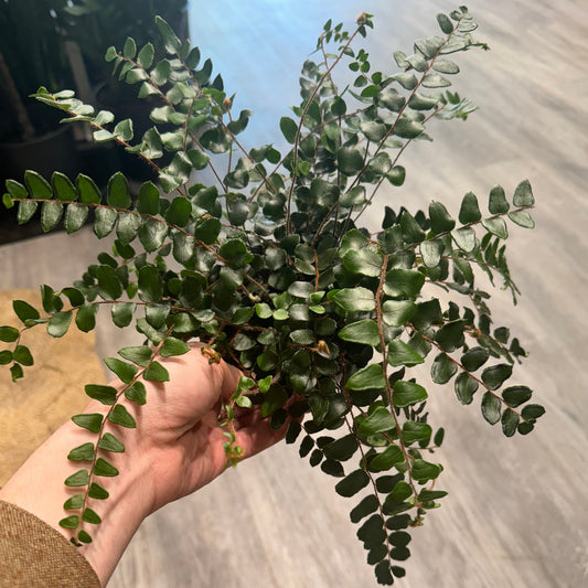 Button Fern: Pellaea rotundifolia - 5 inch pot — indoor plant — indoor plant for sale by Promise Supply for delivery and pickup in Toronto.