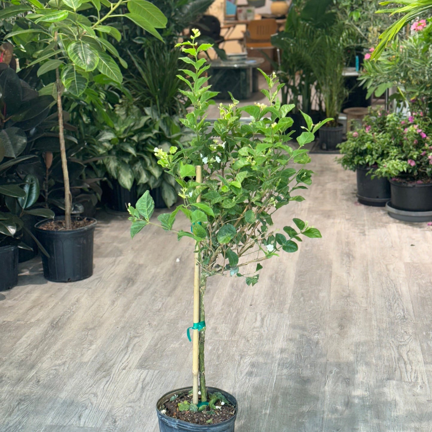 Jasmine Tree: Jasminum sambac - 10 inch pot - 3-4 foot tall — indoor plant — indoor plant for sale by Promise Supply for delivery and pickup in Toronto.