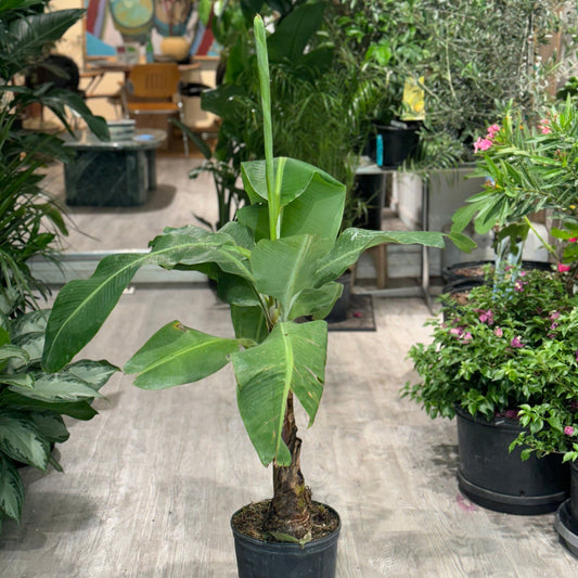 Dwarf Cavendish Banana: Musa acuminata - 10 inch pot - 3-4 foot tall