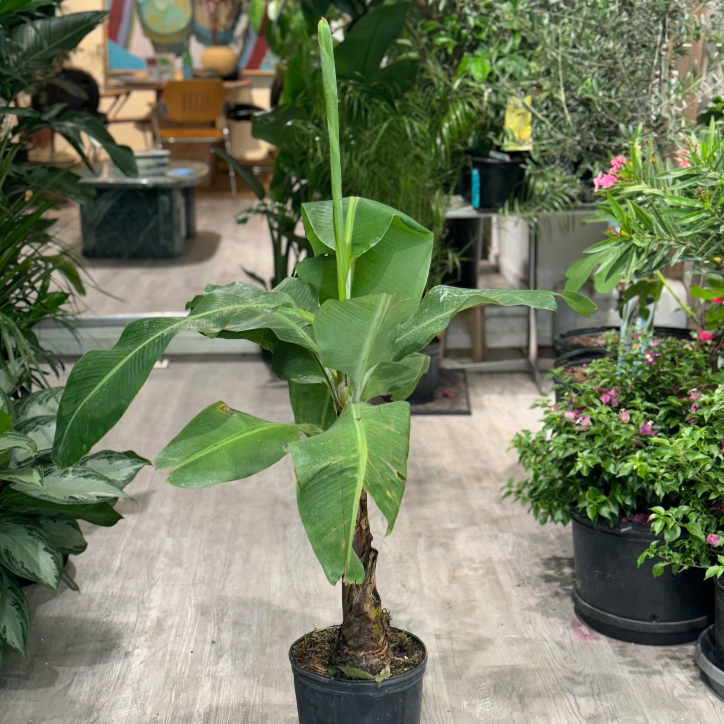 Abyssinian Banana Plant: Ensete ventricosum - 10 inch pot - 3-4 foot tall — indoor plant — indoor plant for sale by Promise Supply for delivery and pickup in Toronto.