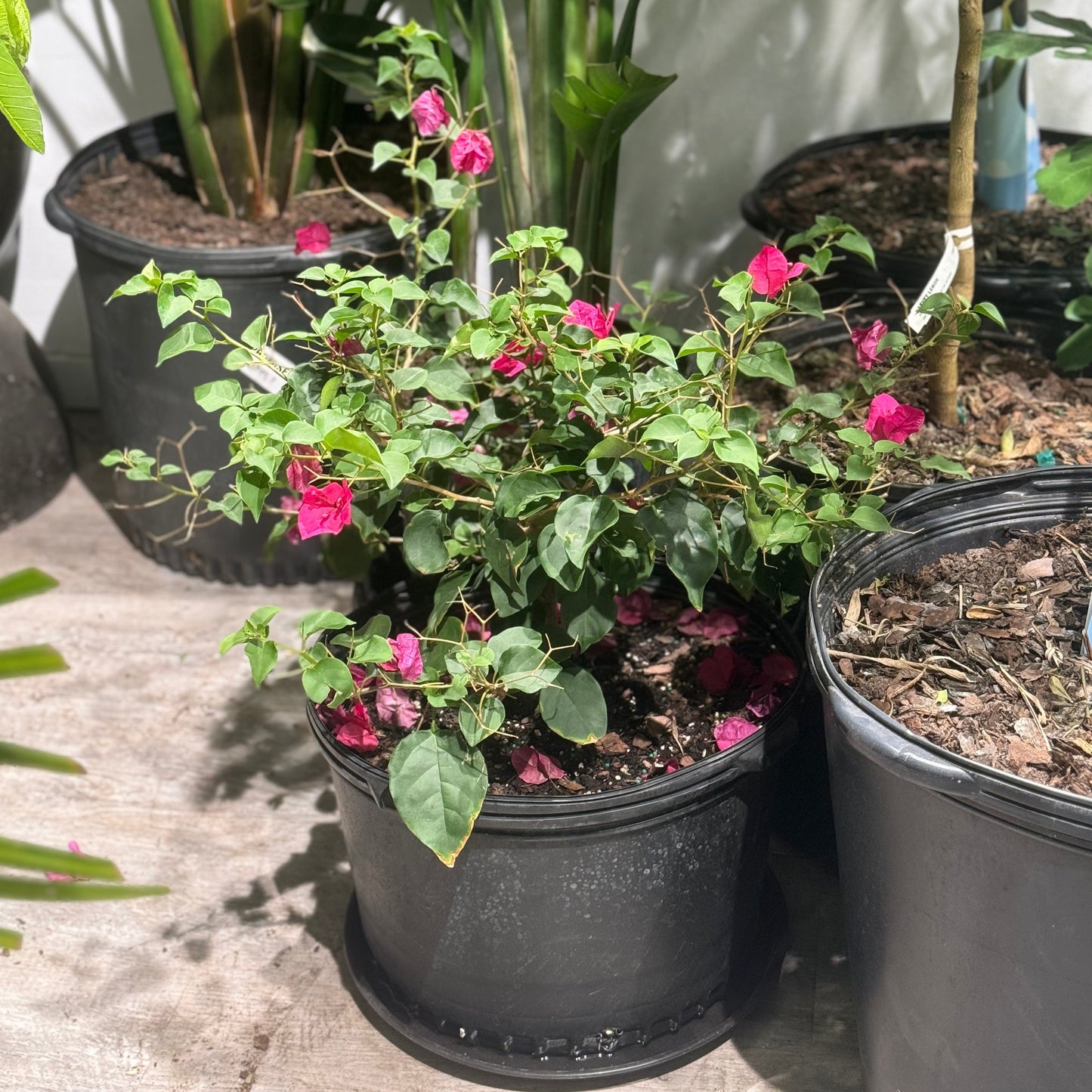 Paperflower Bush: Bougainvillea - 14 inch pot — indoor plant — indoor plant for sale by Promise Supply for delivery and pickup in Toronto.