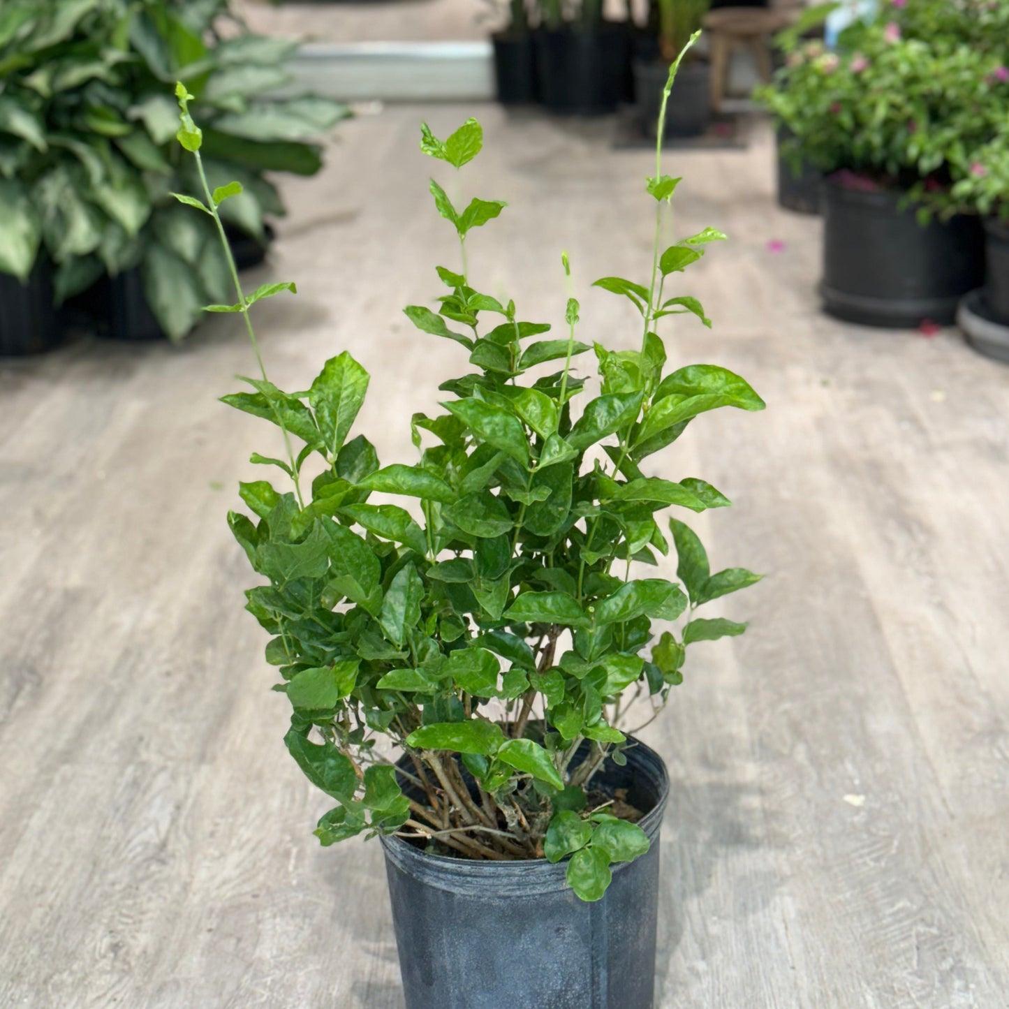 Belle of India Jasmine: Jasminum - 2-3 foot tall - 10 inch pot