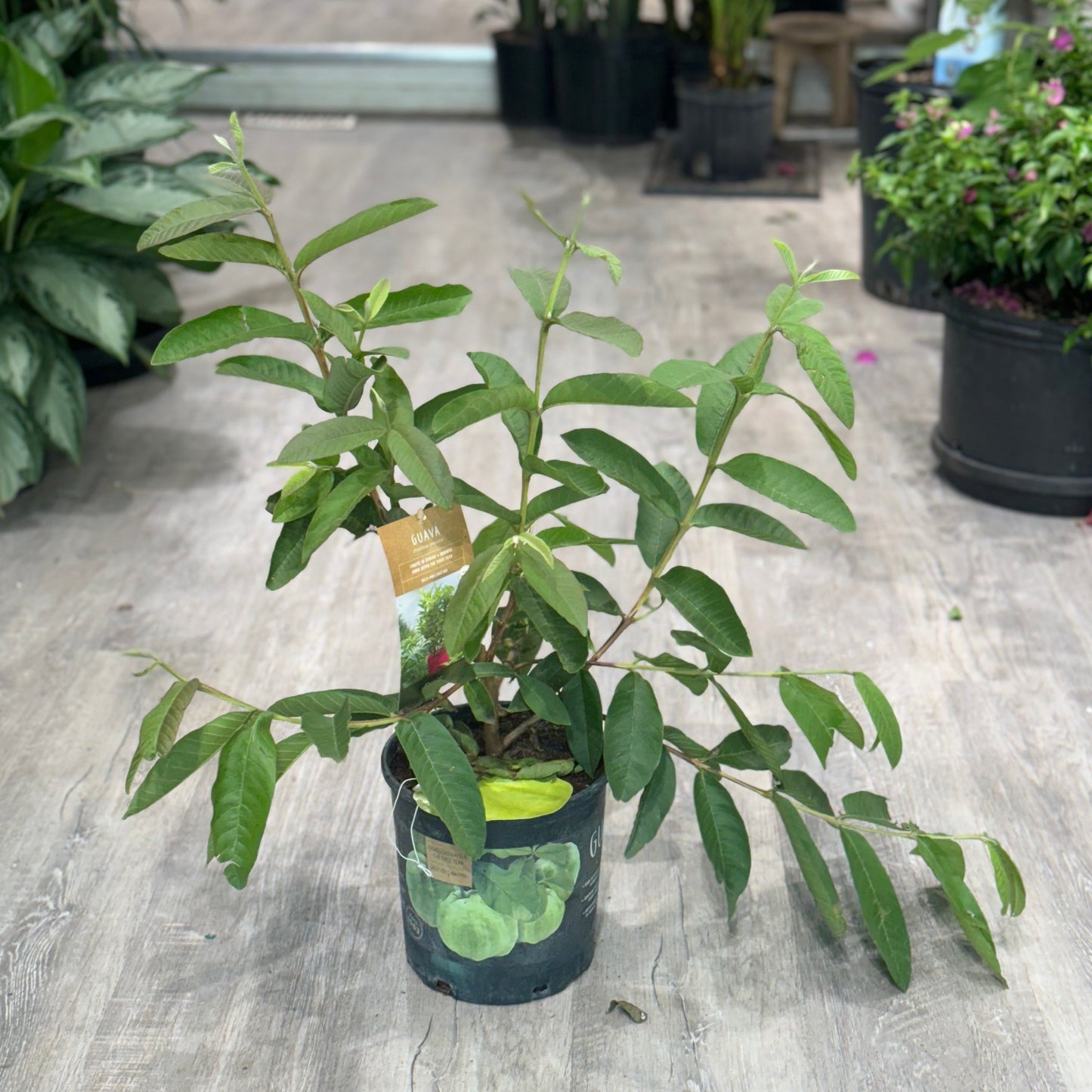 Guava Tree: Psidium guajava - 8 inch pot — indoor plant — indoor plant for sale by Promise Supply for delivery and pickup in Toronto.