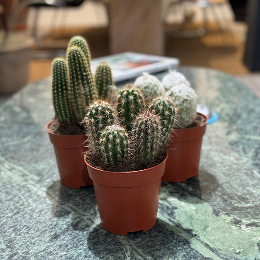 Assorted Cactus: Cactus - 5 inch pot