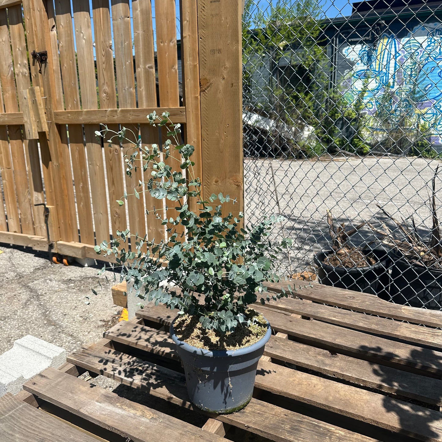 Glacier Cider Gum Tree: Eucalyptus gunii - 10 inch pot — indoor plant — indoor plant for sale by Promise Supply for delivery and pickup in Toronto.