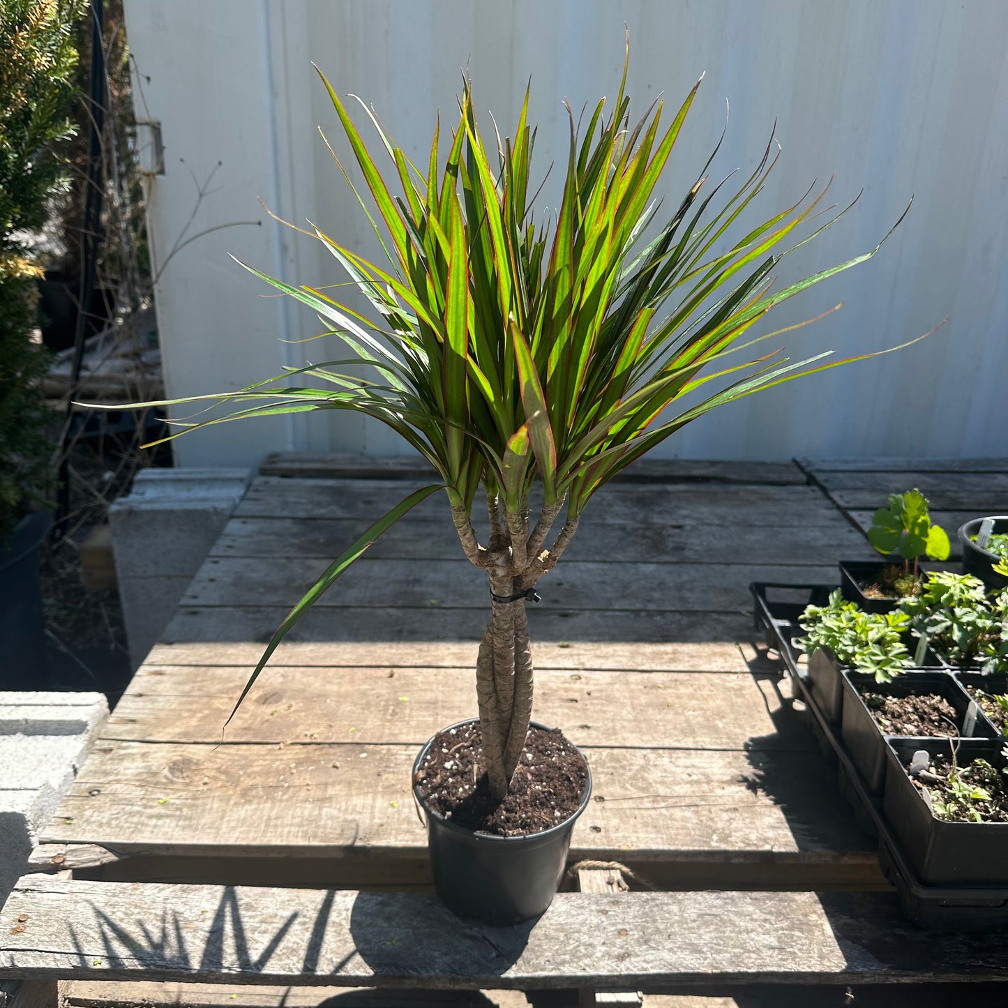 Braided Dragon Tree: Dracaena marginata - 6 inch pot
