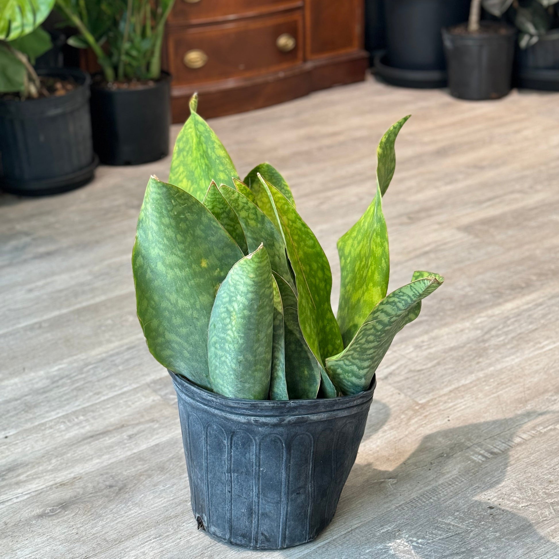 Whale Fin Multi-Snake Plant: Sansevieria masoniana - 10 inch pot — indoor plant — indoor plant for sale by Promise Supply for delivery and pickup in Toronto.