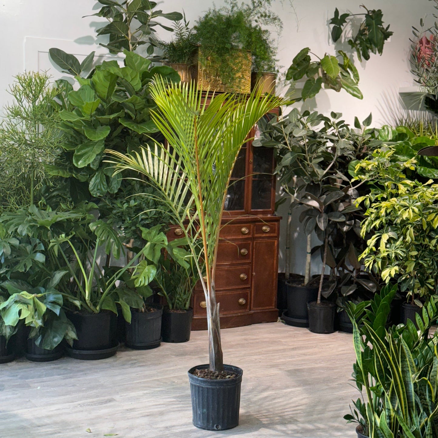 Spindle Palm: Hyophorbe verschaffeltii - 12 inch pot - 5.5-6 foot tall — indoor plant — indoor plant for sale by Promise Supply for delivery and pickup in Toronto.