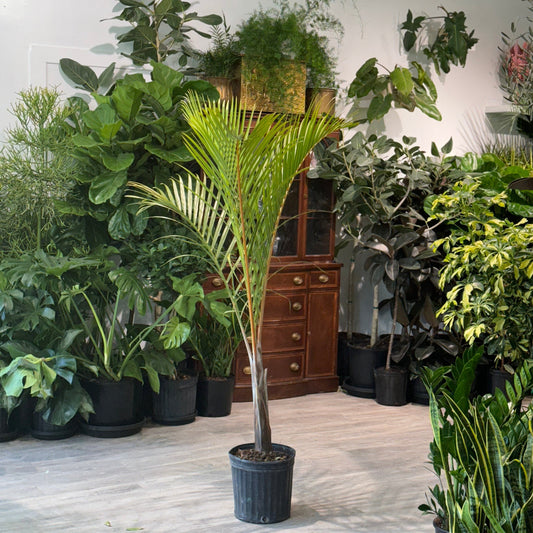 Spindle Palm: Hyophorbe verschaffeltii - 12 inch pot - 6 foot tall