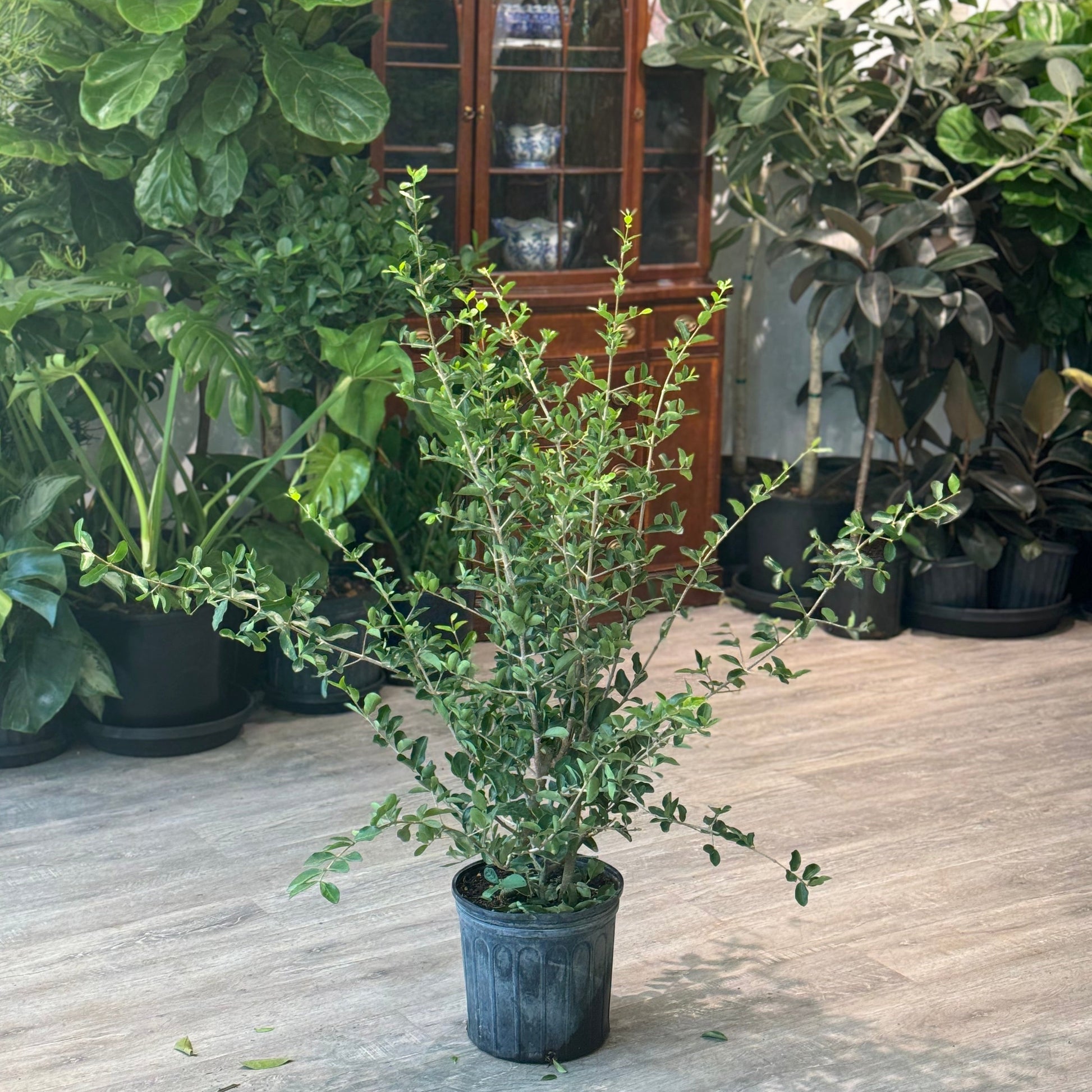 Barbados Cherry: Malpighia glabra - 10 inch pot - 4 foot tall — indoor plant — indoor plant for sale by Promise Supply for delivery and pickup in Toronto.