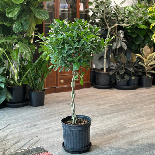 Braided Ficus Moclame: Ficus microcarpa 'Daniella' - 12 inch pot