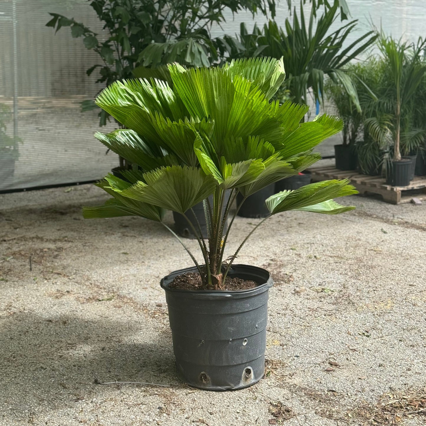Ruffled Fan Palm: Licuala grandis - 16 inch pot - 4 foot tall
