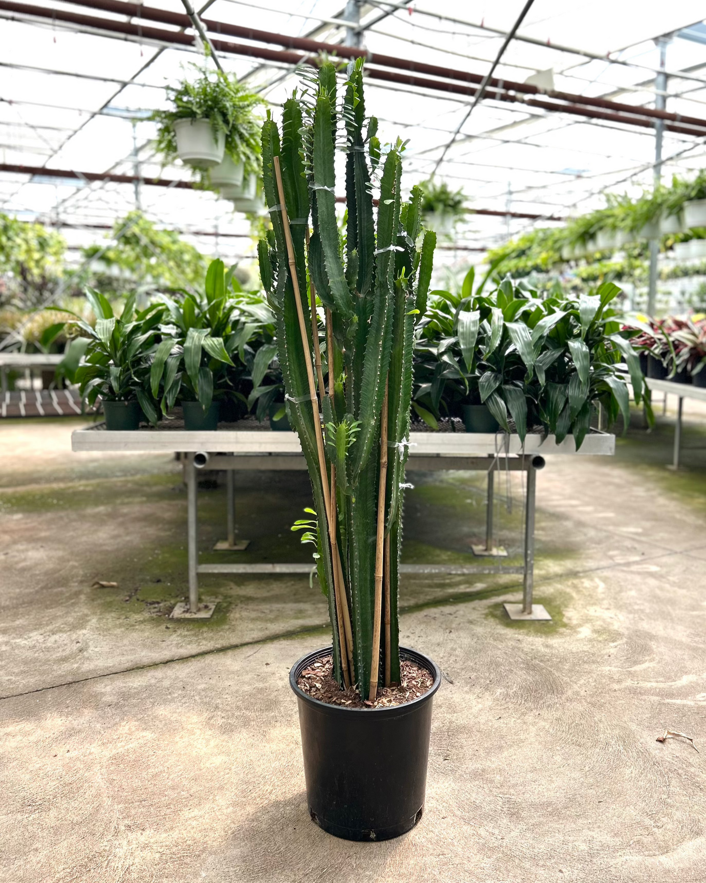 African Milk Tree Cactus: Euphorbia trigona - 14 inch pot - 5 foot tall