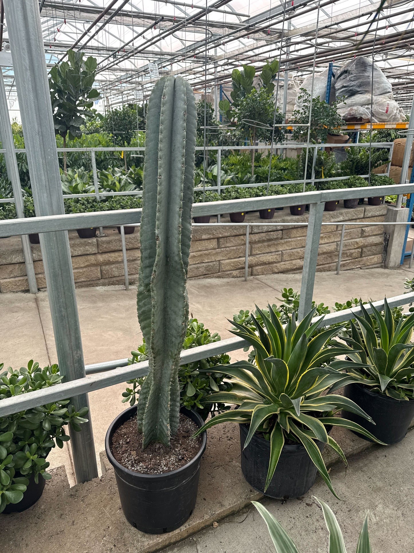 Peruvian Apple Cactus: Cereus repandus - 14 inch pot - 5-6 foot tall