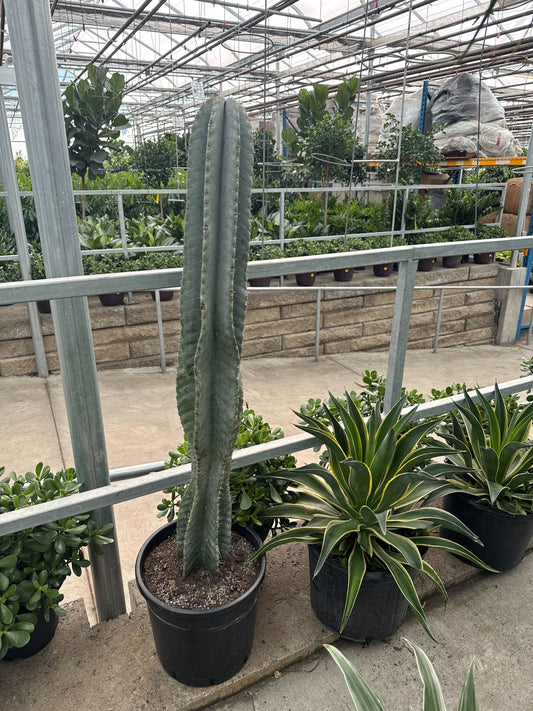 Peruvian Apple Cactus: Cereus repandus - 14 inch pot - 5-6 foot tall