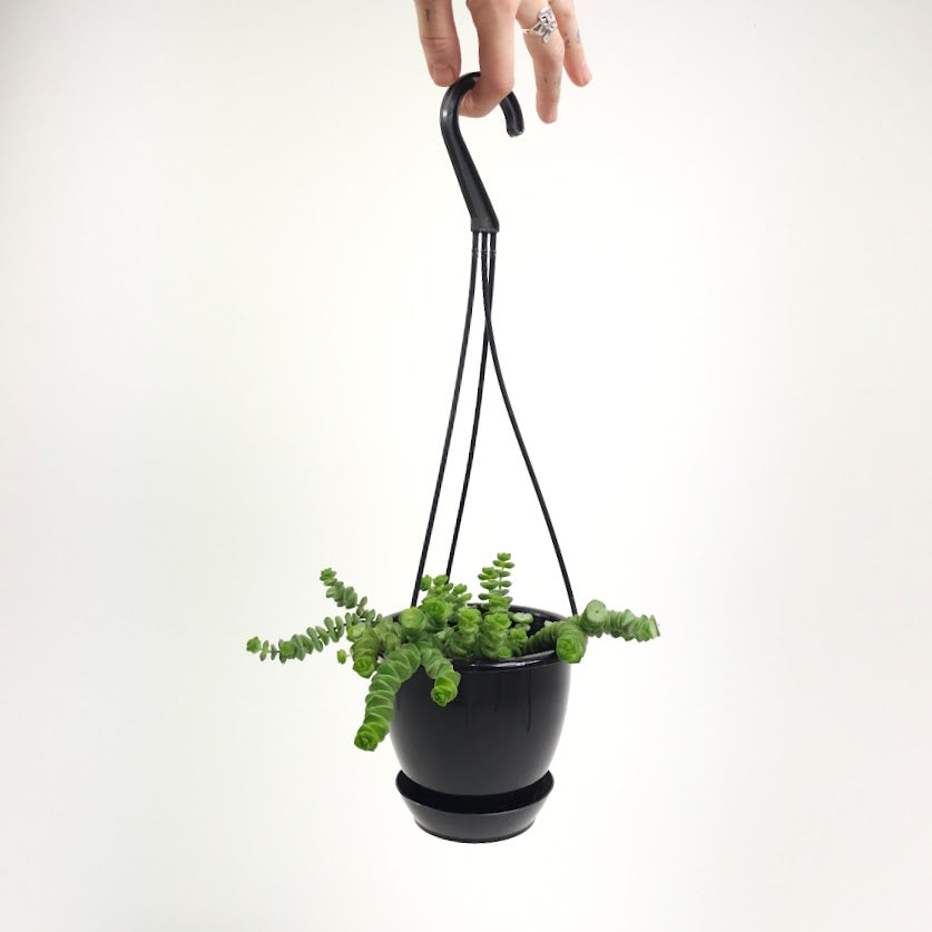 Jade Necklace: Crassula marnieriana - 5 inch hanging basket