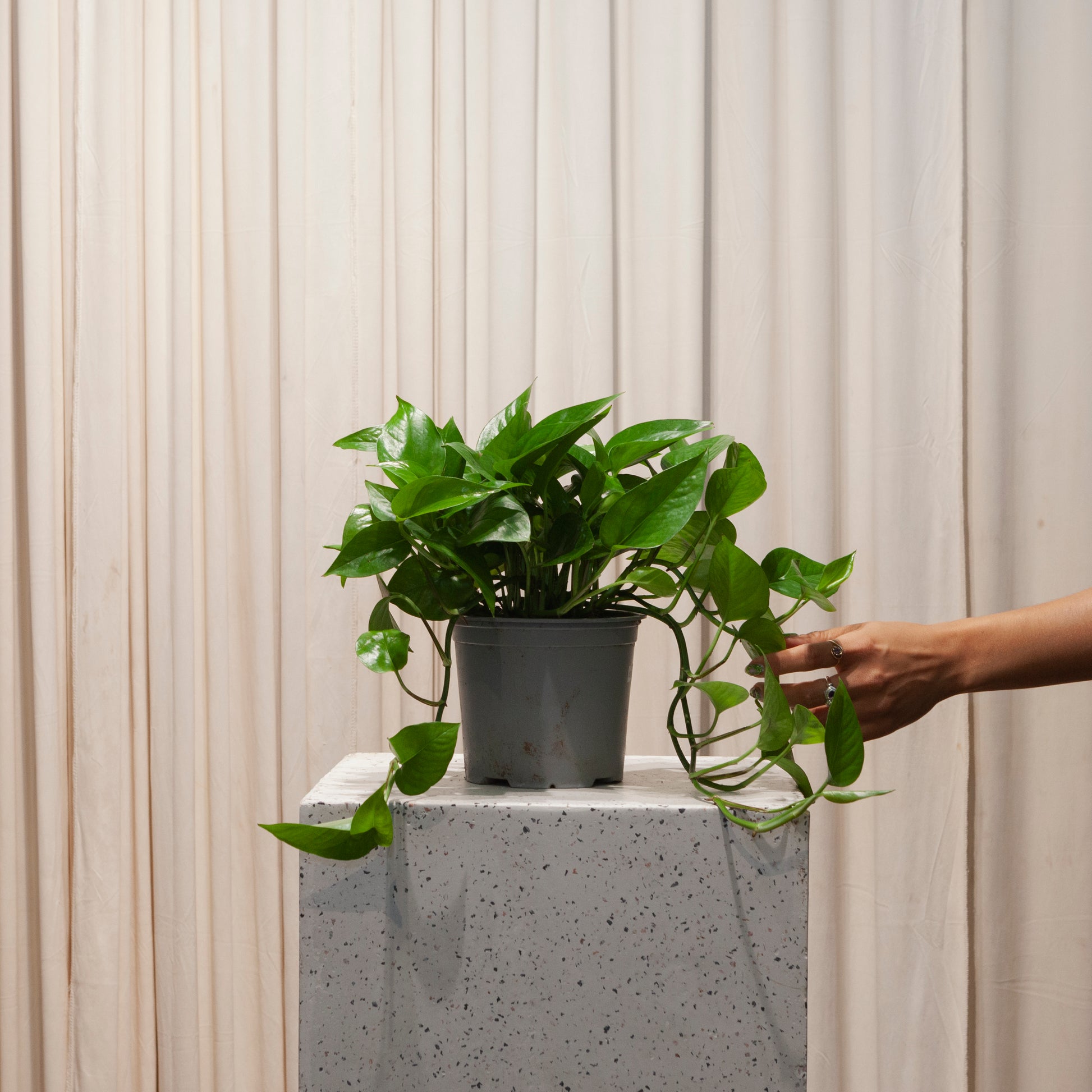 Jade Pothos: Epipremnum aureum - 6 inch pot — plant in pot — indoor plant for sale by Promise Supply for delivery and pickup in Toronto.