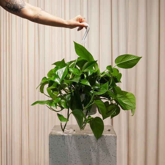 Jade Pothos: Epipremnum aureum - 8 inch hanging basket — plant in pot — indoor plant for sale by Promise Supply for delivery and pickup in Toronto.