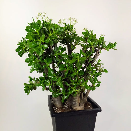Jade Tree: Crassula ovata - 14 inch square pot - 3'7" foot tall — close-up of foliage — indoor plant for sale by Promise Supply for delivery and pickup in Toronto.