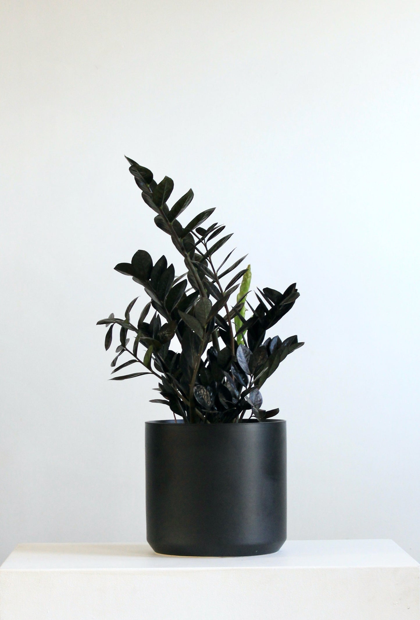 Kendall Ceramic Pot | 10 inch Nursery Pot — with plant inside, ceramic planter, studio photo — planter for sale by Promise Supply for delivery and pickup in Toronto.