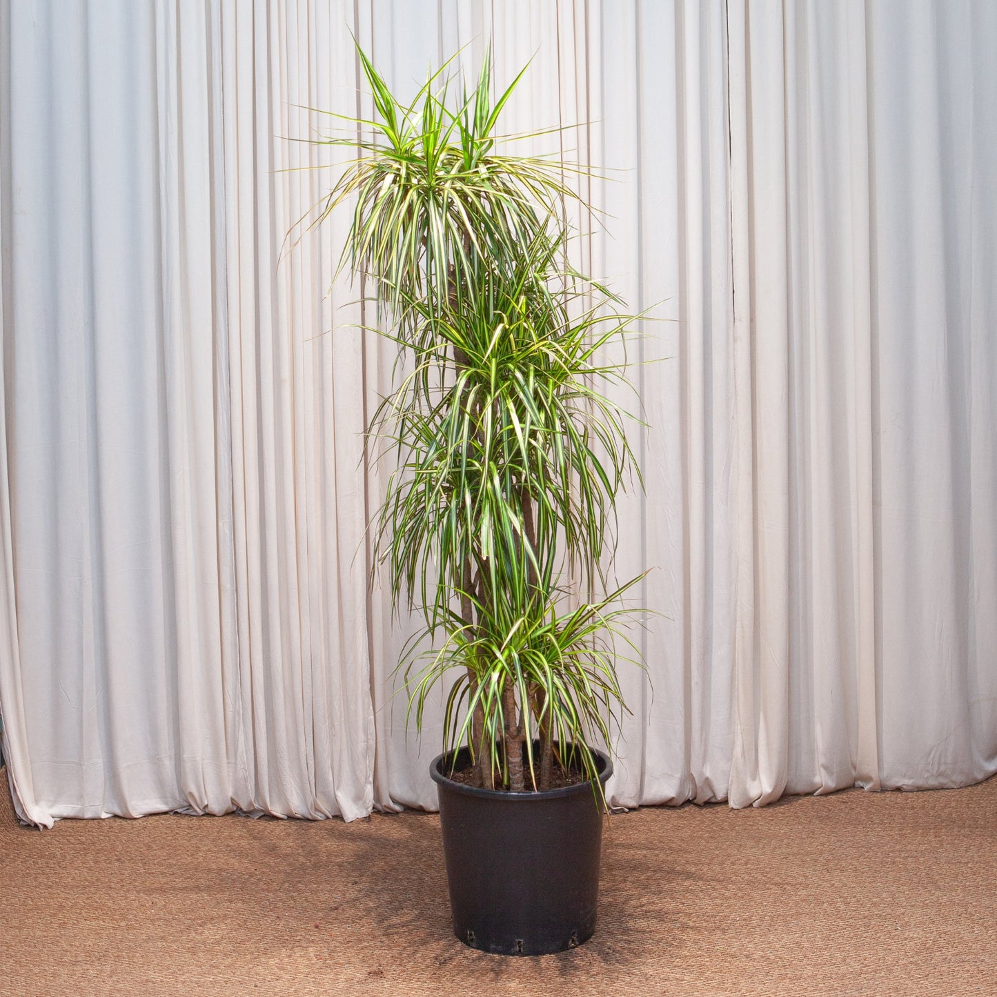 Kiwi Staggered Dragon Tree: Dracaena marginata - 14 inch pot - 6 foot tall