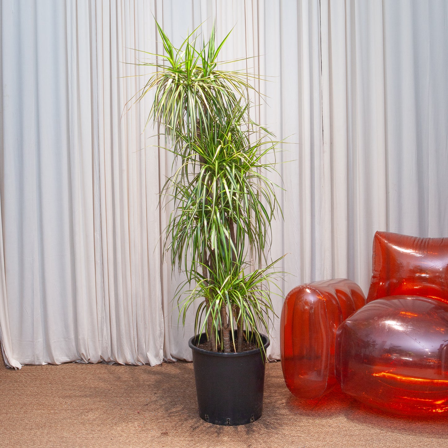 Kiwi Staggered Dragon Tree: Dracaena marginata - 14 inch pot - 6 foot tall