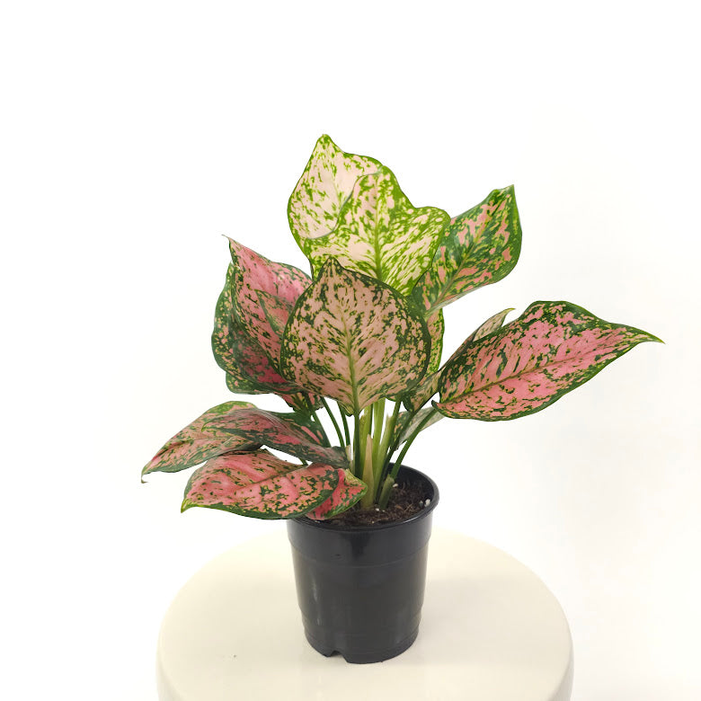 Lady Valentine Chinese Evergreen: Aglaonema anyamanee - 5 inch pot — plant in pot — indoor plant for sale by Promise Supply for delivery and pickup in Toronto.