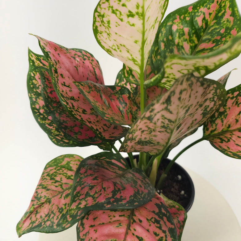 Lady Valentine Chinese Evergreen: Aglaonema anyamanee - 5 inch pot — close-up of foliage — indoor plant for sale by Promise Supply for delivery and pickup in Toronto.