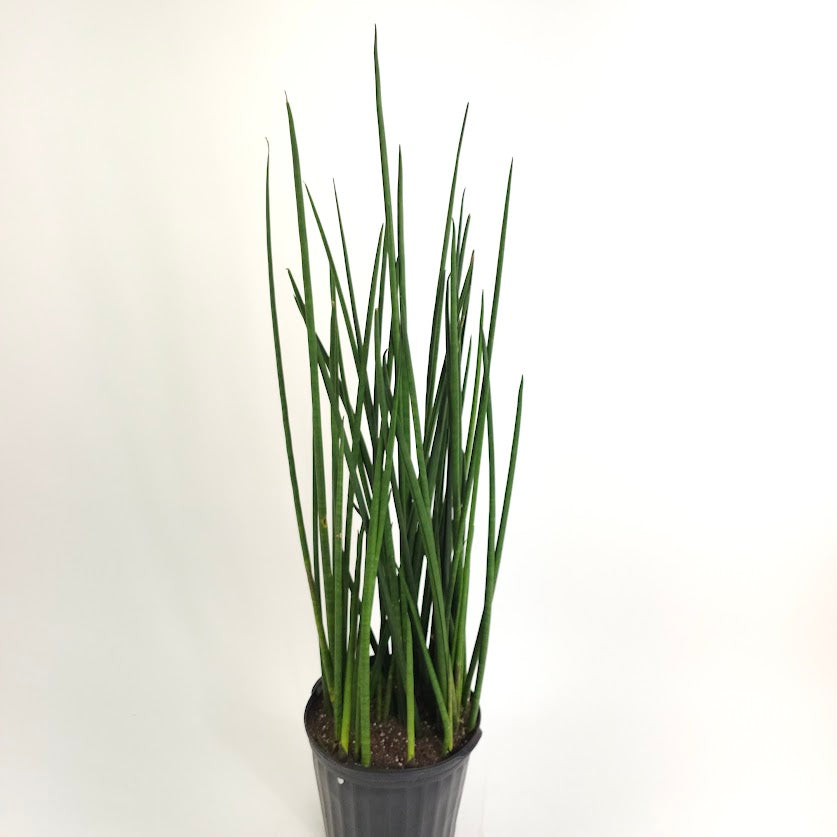 Lancia Snake Plant: Sansevieria 'lancia' - 10 inch pot - 3 foot tall — plant in pot — indoor plant for sale by Promise Supply for delivery and pickup in Toronto.