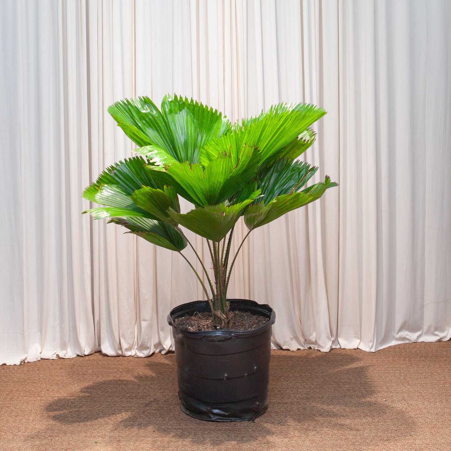 Ruffled Fan Palm: Licuala grandis - 16 inch pot - 4 foot tall