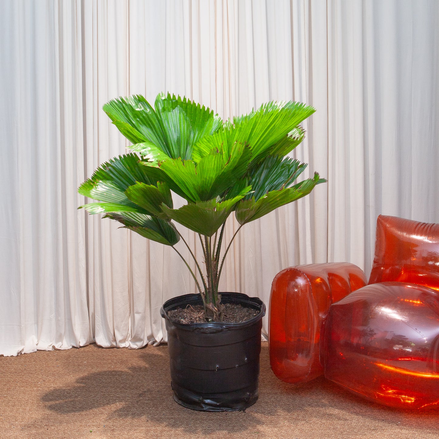 Ruffled Fan Palm: Licuala grandis - 16 inch pot - 4 foot tall
