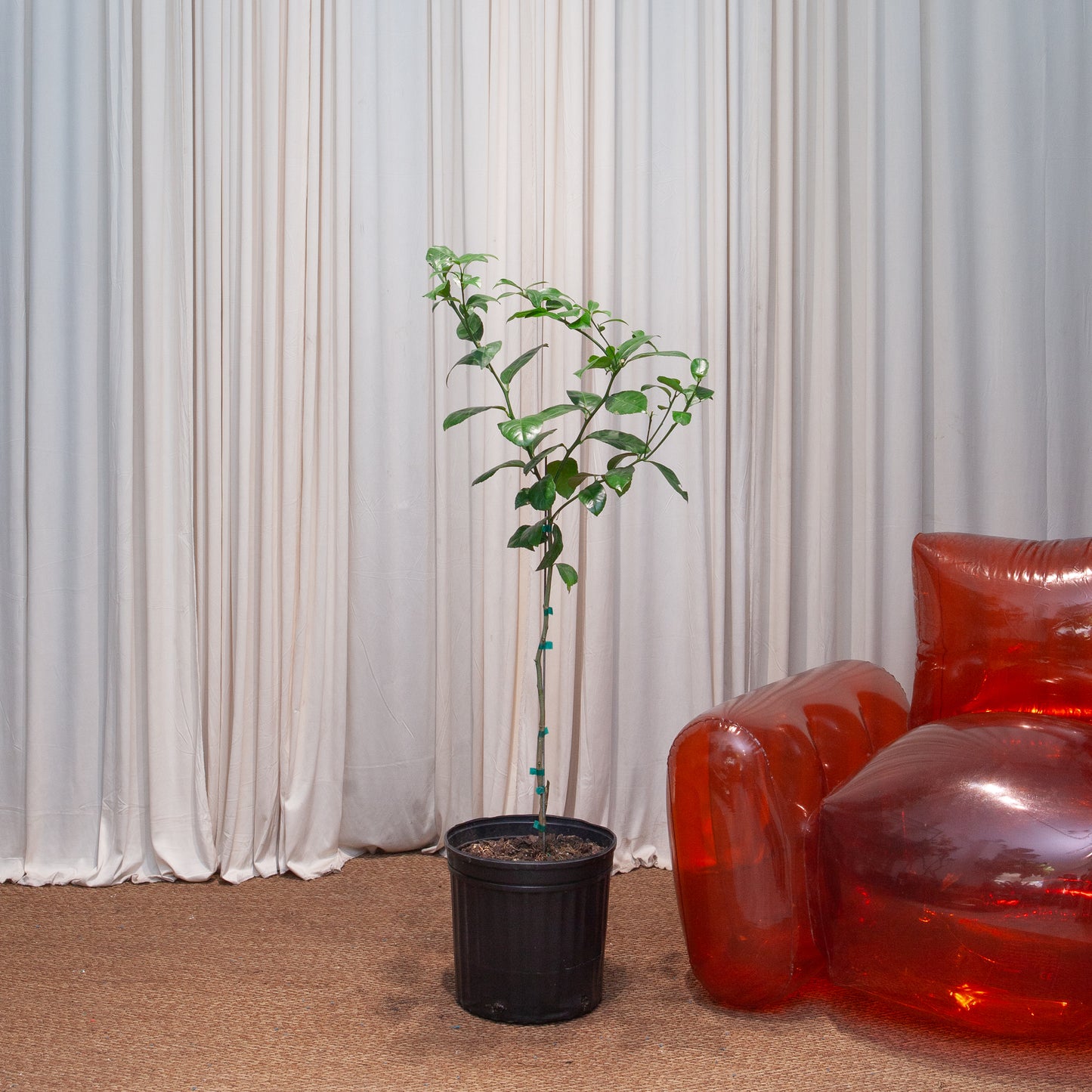 Lime Tree: Citrus × various varieties - 12 inch pot - 4-5 foot tall — indoor plant — indoor plant for sale by Promise Supply for delivery and pickup in Toronto.