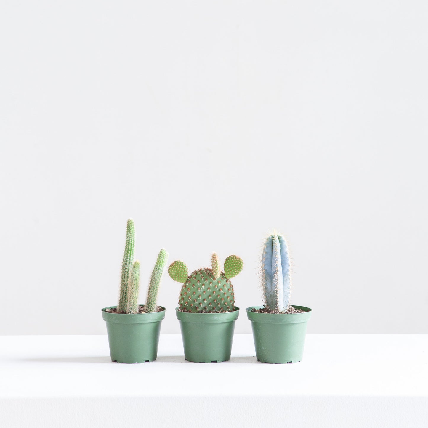 Assorted Cactus - 4 inch pot — indoor plant — indoor plant for sale by Promise Supply for delivery and pickup in Toronto.