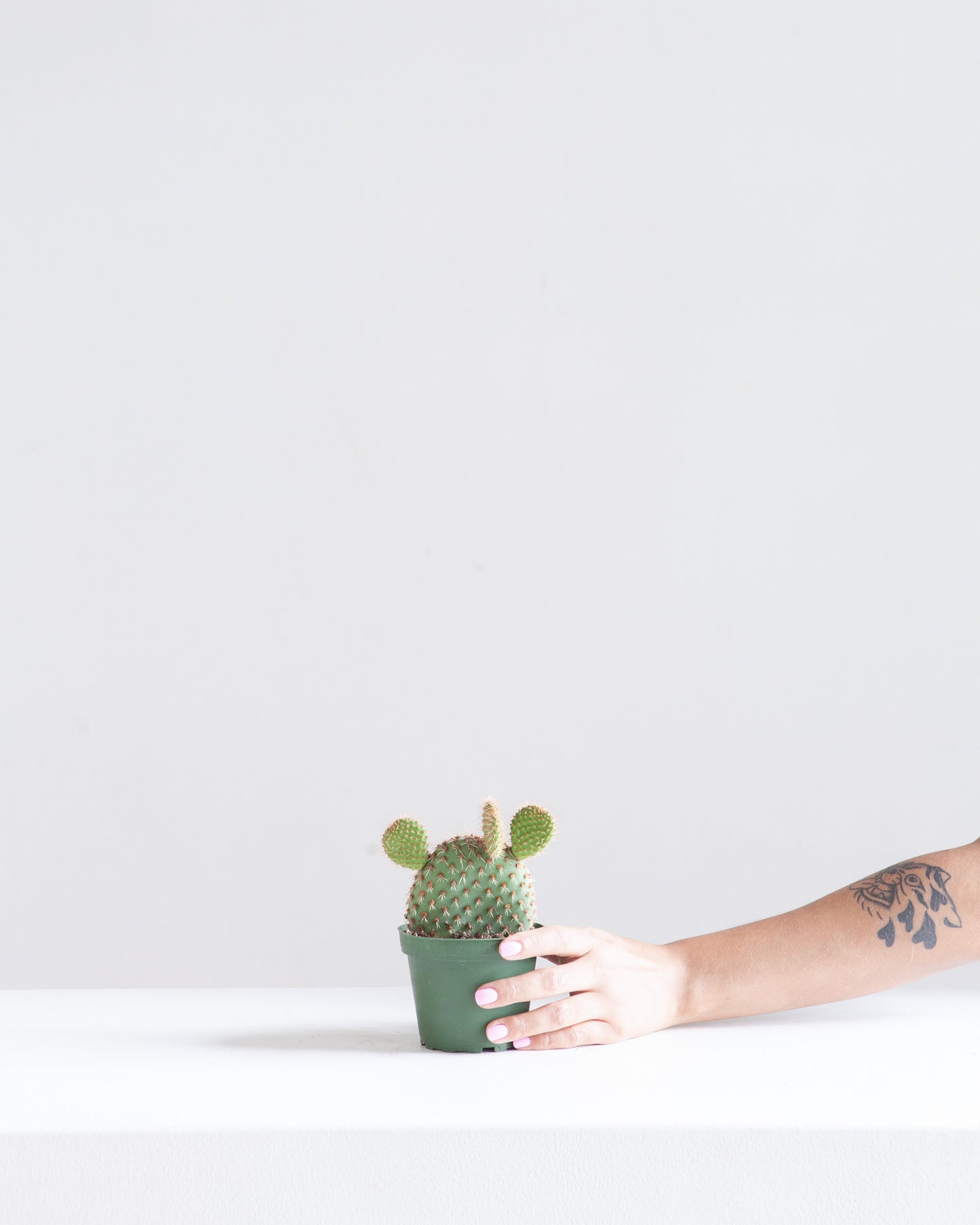 Assorted Cactus - 4 inch pot — indoor plant — indoor plant for sale by Promise Supply for delivery and pickup in Toronto.
