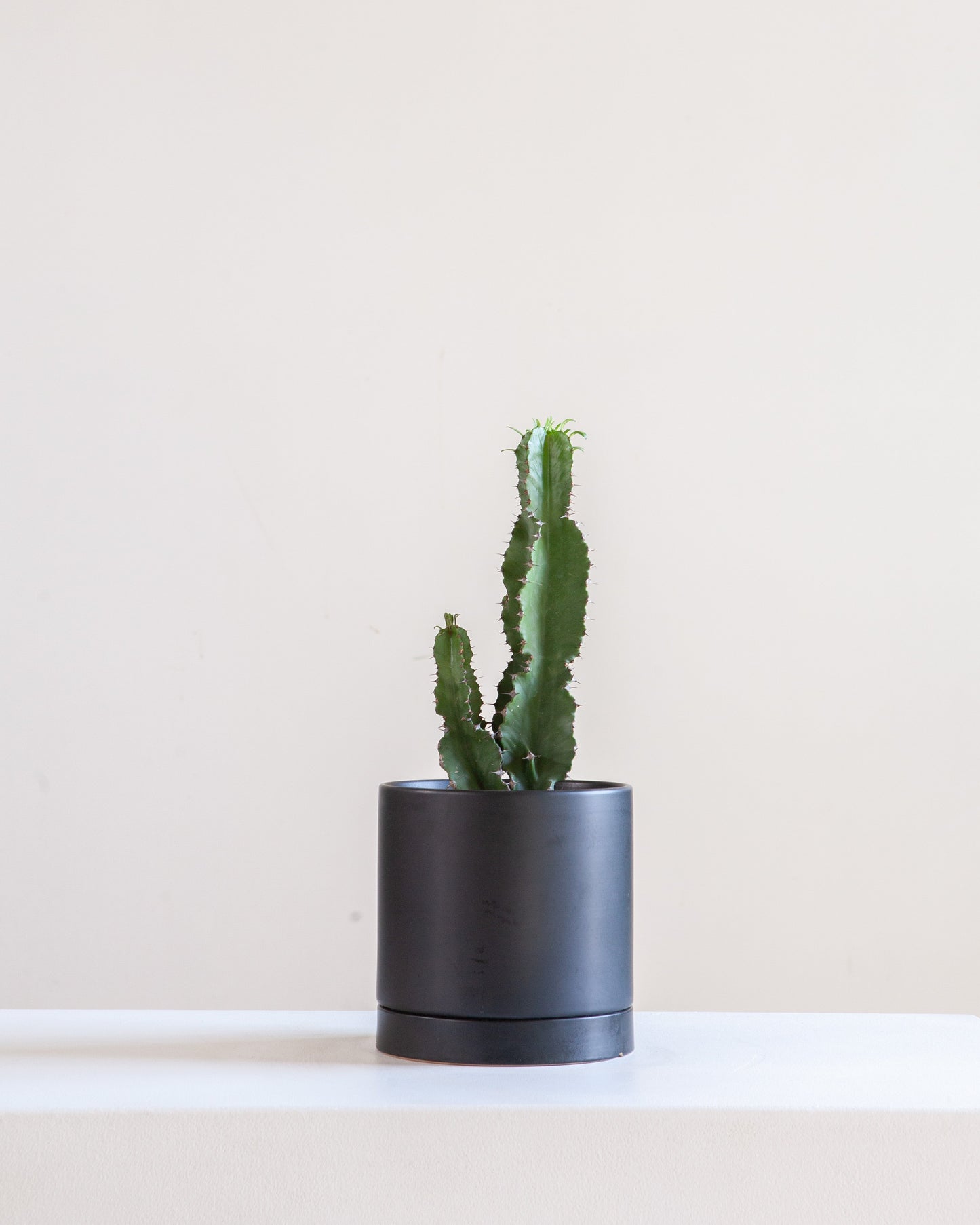 Romey Ceramic Pot with Drainage and Tray | 6 inch Diameter