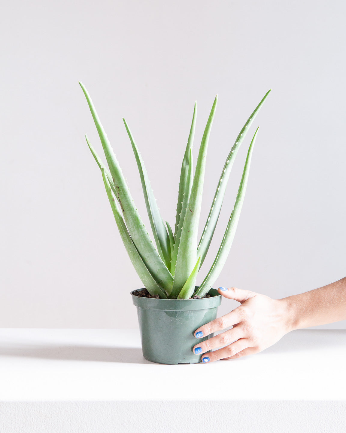 Aloe Vera: Aloe barbadensis - 6 inch pot — indoor plant — indoor plant for sale by Promise Supply for delivery and pickup in Toronto.