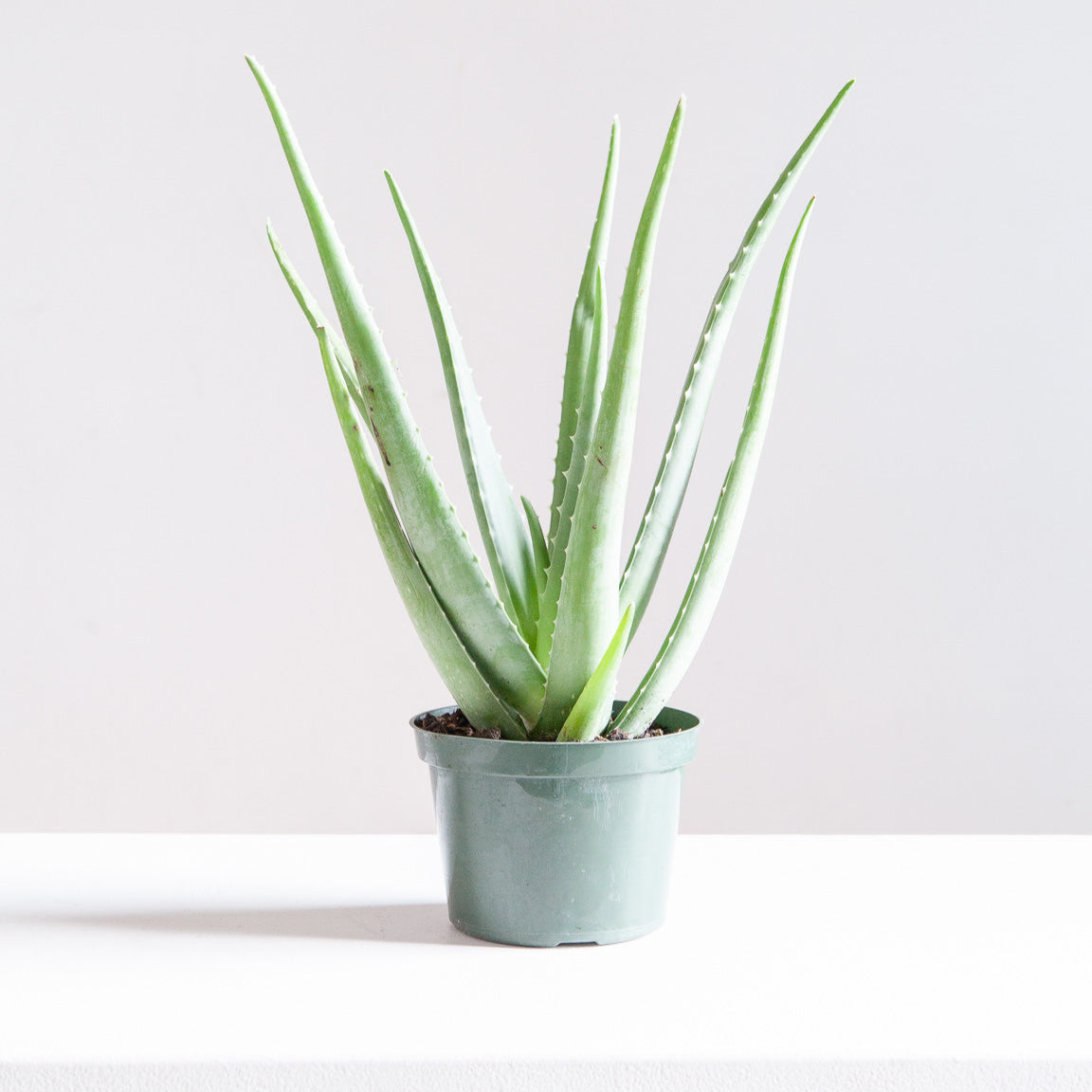 Aloe Vera: Aloe barbadensis - 6 inch pot — indoor plant — indoor plant for sale by Promise Supply for delivery and pickup in Toronto.