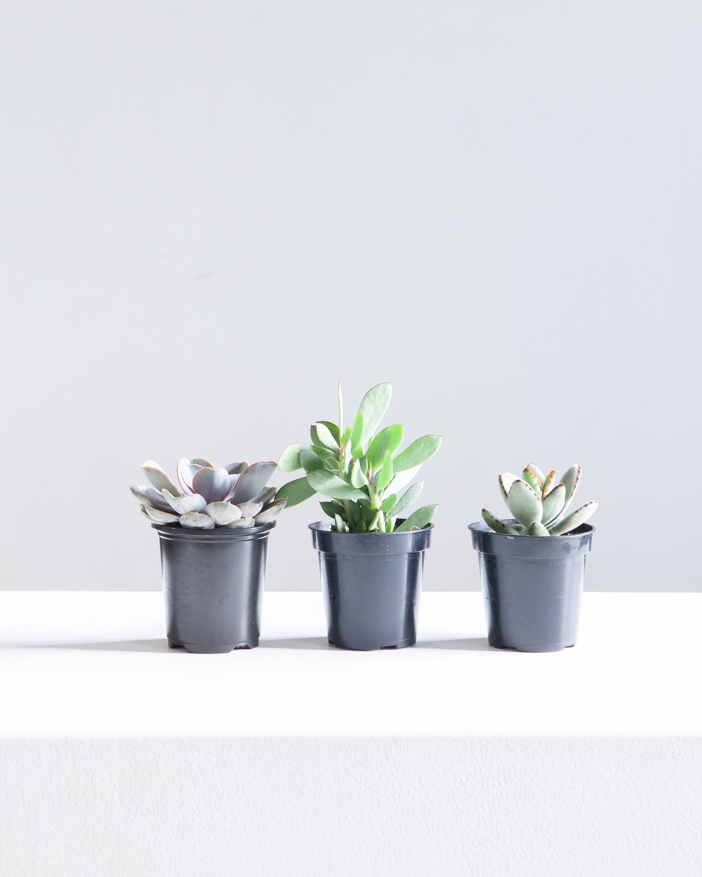 Assorted Succulents - 4 inch pot