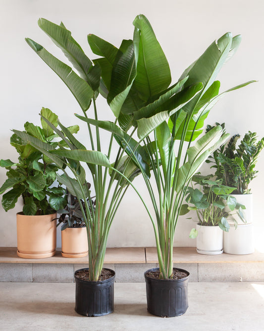 White Bird of Paradise: Strelitzia nicolai - 17 inch pot - 6-10 foot tall — indoor plant — indoor plant for sale by Promise Supply for delivery and pickup in Toronto.