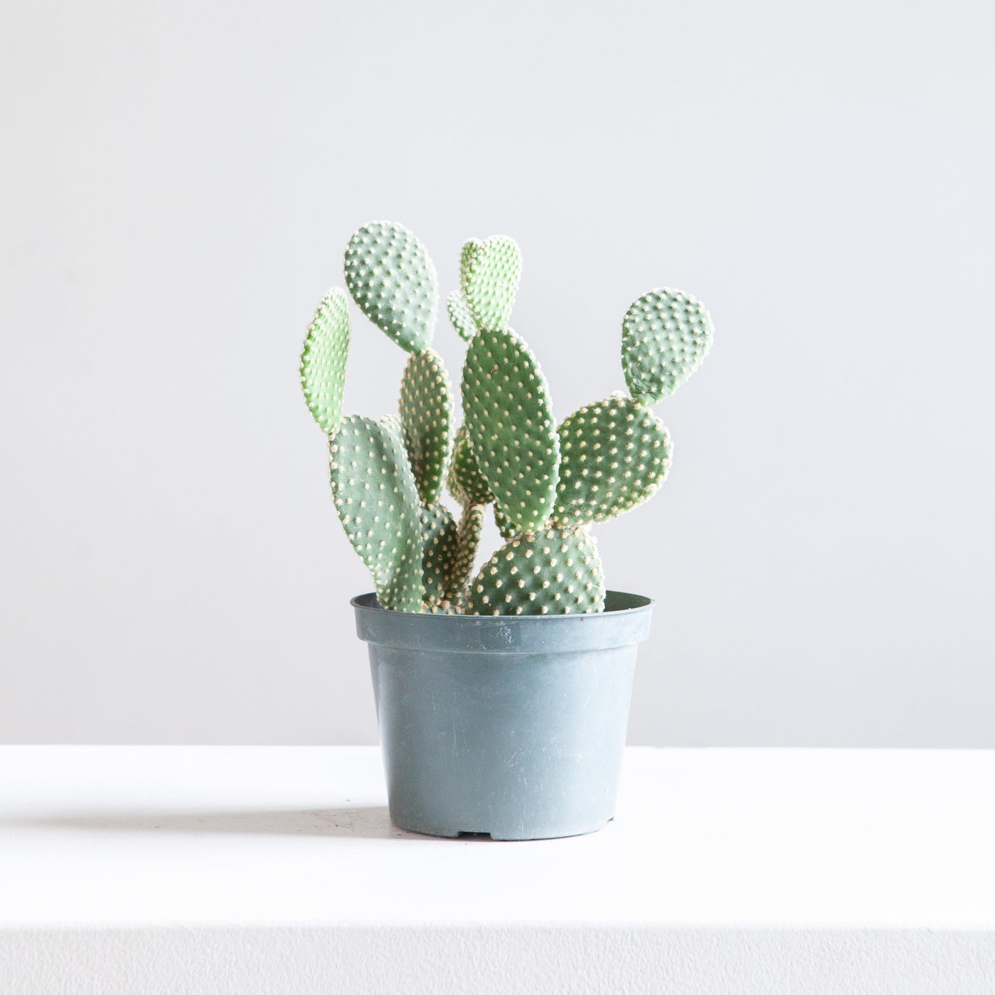 Bunny Ears Cactus: Opuntia microdasys - 6 inch pot